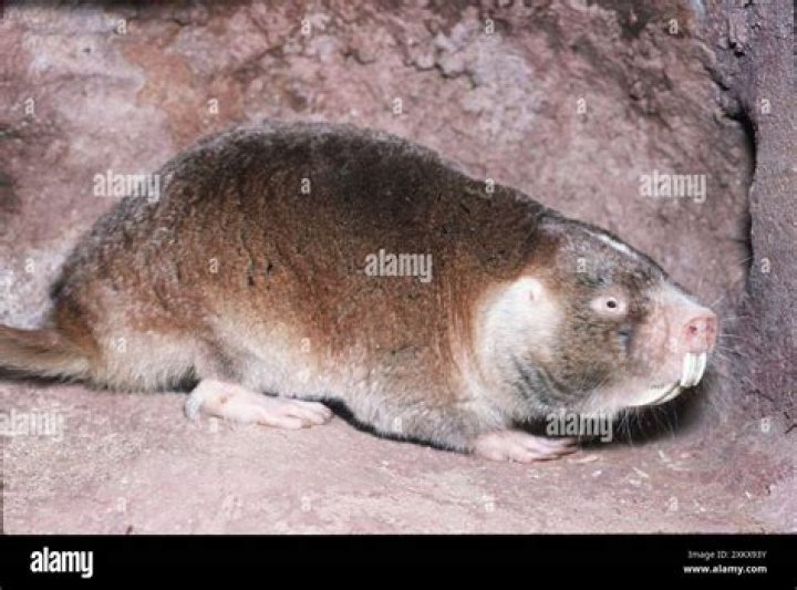 The Bottom of the Molerat Defense