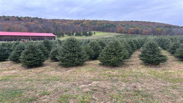 tree farm, overgrown