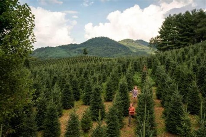 tree farm