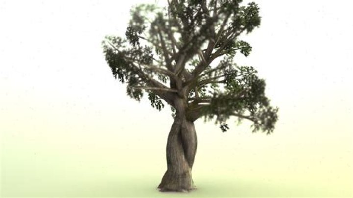 tree2