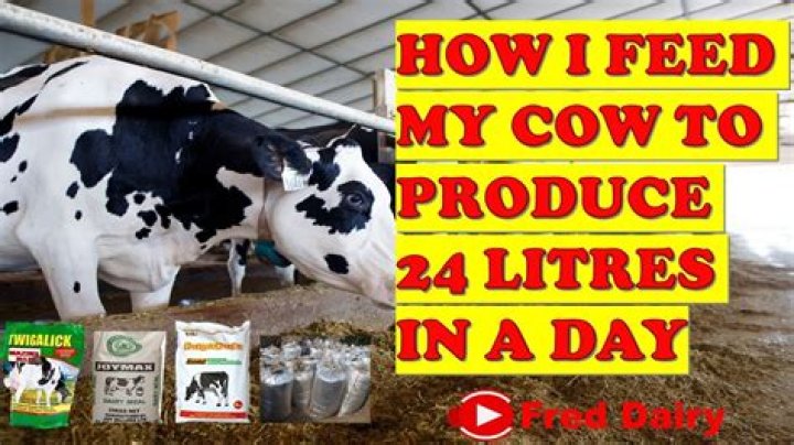 Trying to feed my cow a crayfish