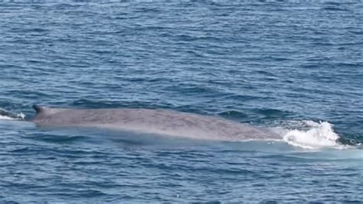 whale sighting