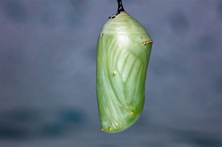 What's the actual structure/shape of Cocoon?
