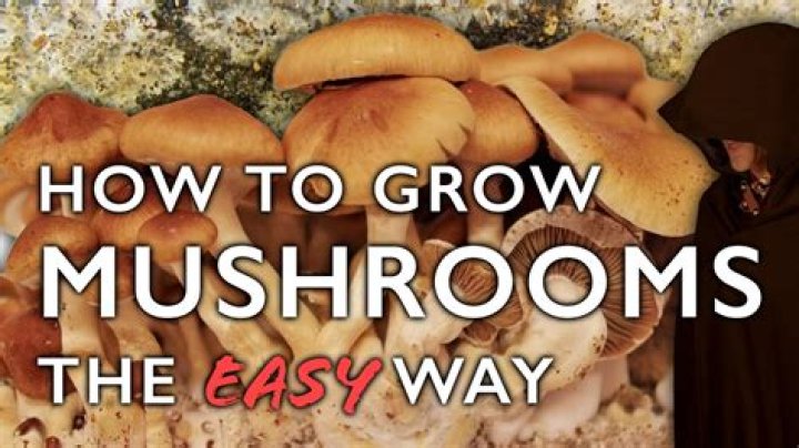 What's the best way to grow mushrooms?