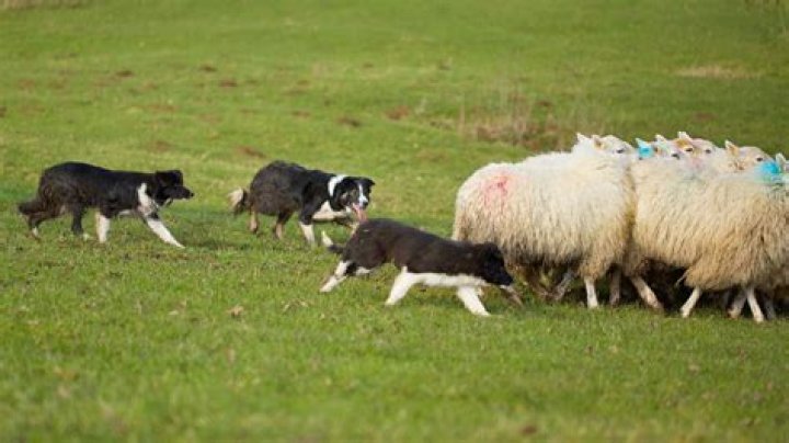 What's the best way to herd sheep?