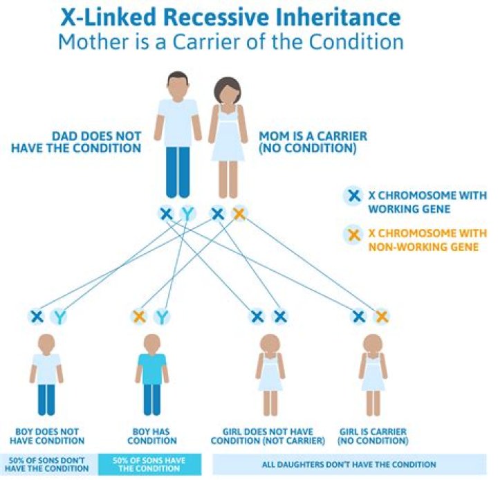 What are the odds of passing on genetic traits?