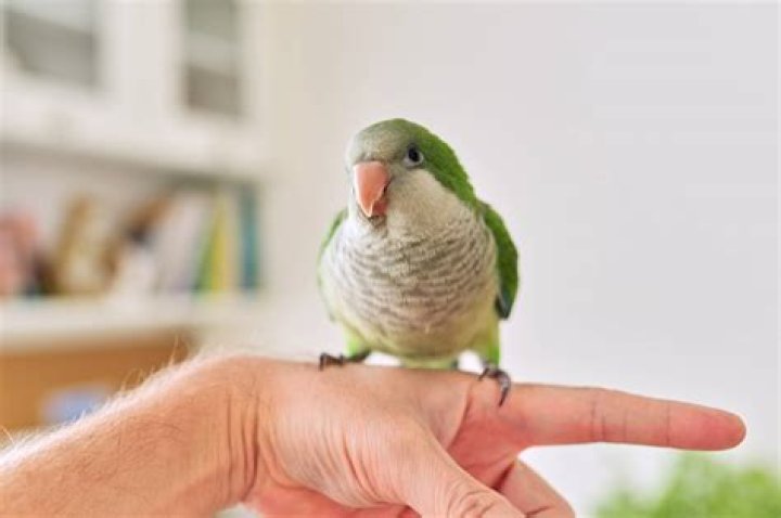 What do I need to do with a parrot statue that is missing a red eye? [duplicate]