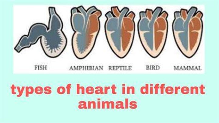 What does it mean when animals have hearts over there heads?