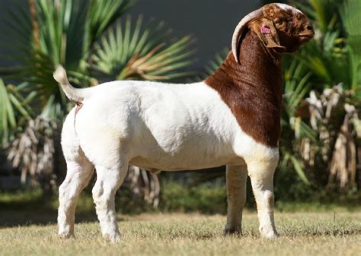 What does the Goat Head do?