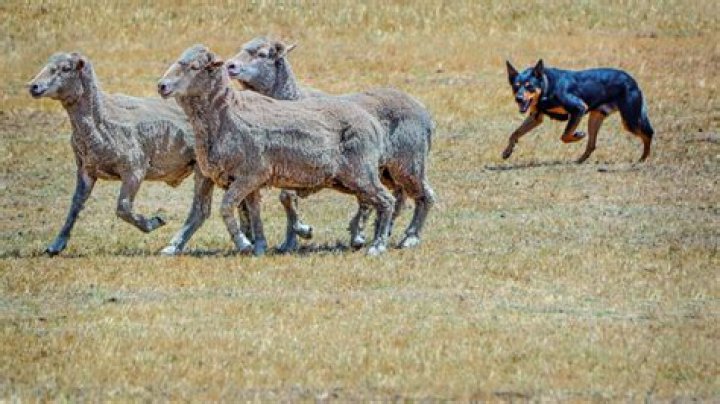 What does the Staff of Herding do?