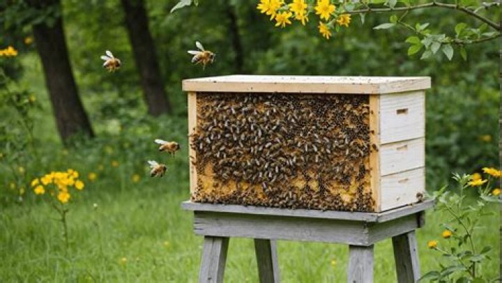 What is the best method of locating beehives in the jungle?