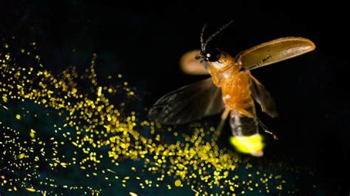 What is the use of the Firefly accessory?