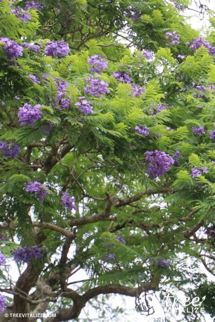 What is this purple tree?