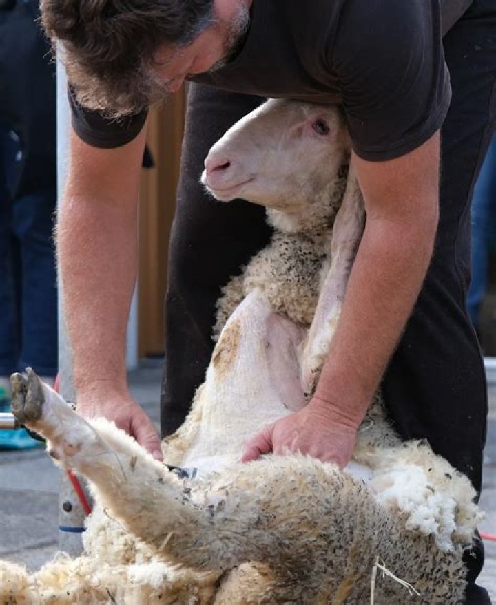 What kind of wool do you get from sheering a sheep with the easter egg jeb_?