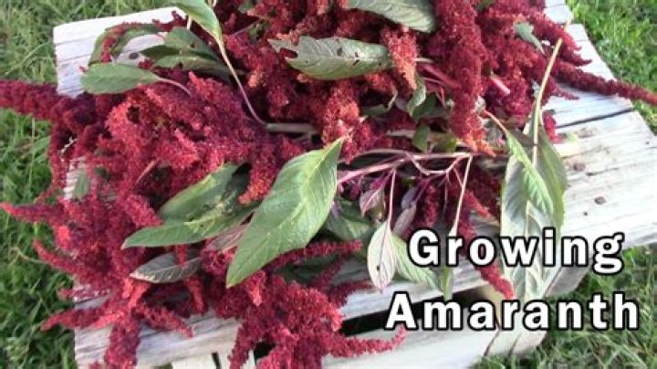 What or who is Amaranth?