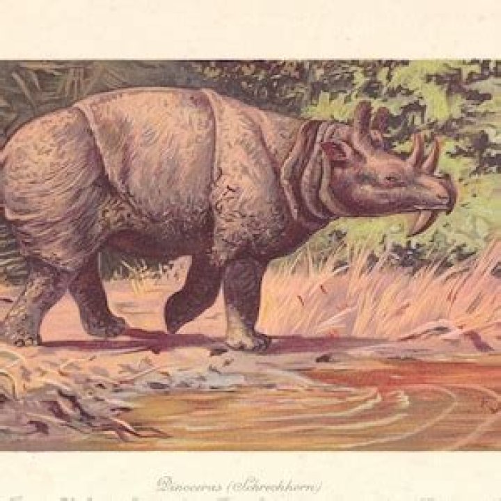 Where Can I Find Dinoceros?