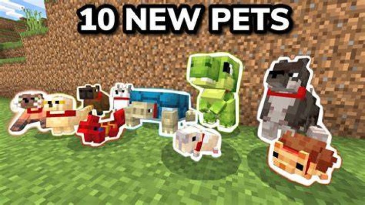 Where can I get pets from?