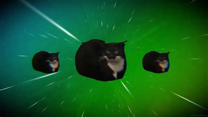 Where is the moving cat shine?
