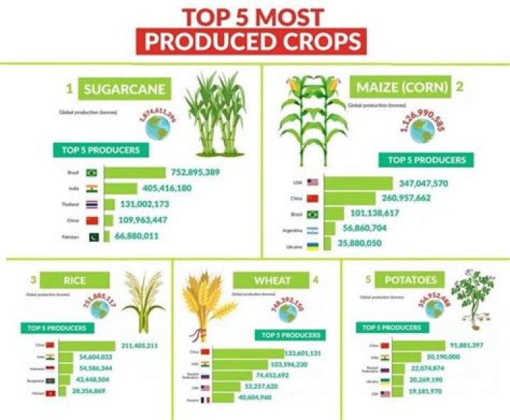 Which crops provide the most daily profit?
