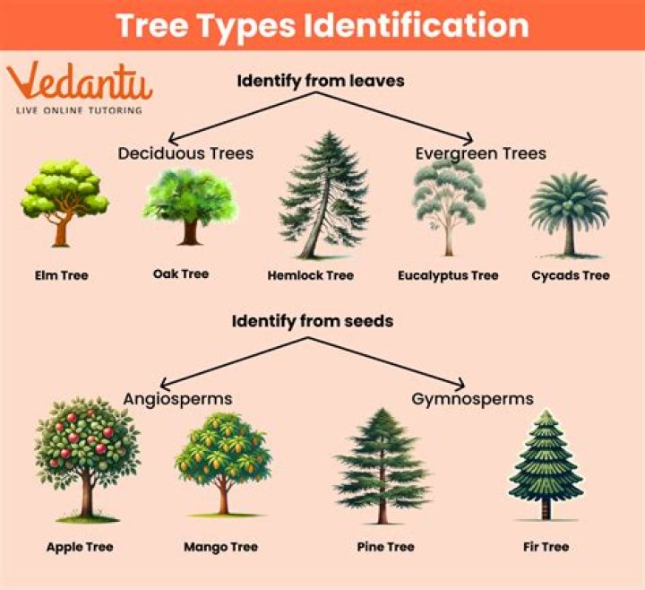 Which tree type yields the most wood?