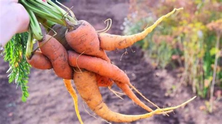 Why are my carrots and potatoes popping out of the ground